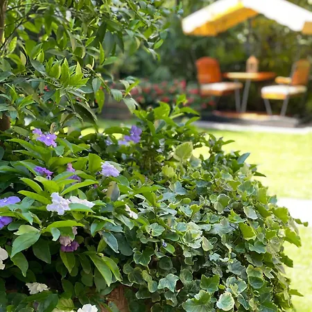 Otel Palmira Kinderfreies 3*